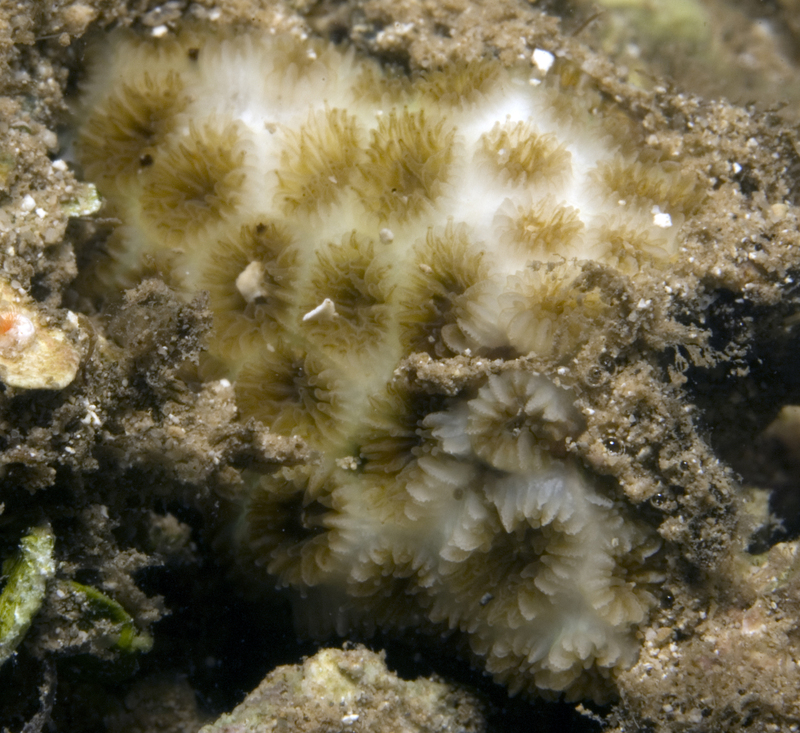 Leptastrea purpurea